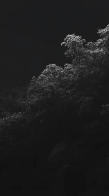 Gentle moonlit treetops glow softly against the dark sky