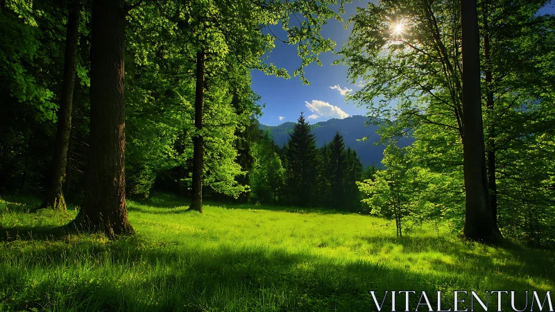 Alpine Forest Meadow with Mountain Vista.