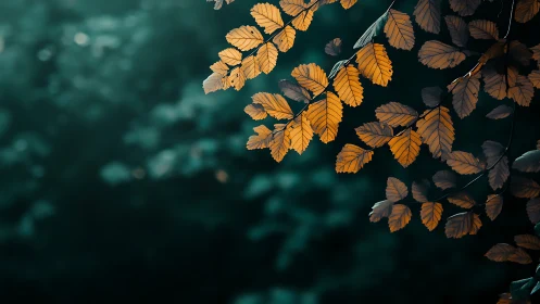 Amber leaves drift over teal forest hush at dusk.