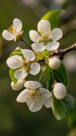 White Hawthorn Blossoms with Golden Stamens in Spring