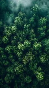 Dense forest canopy viewed from above with mist and atmospheric clouds