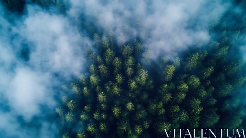 Aerial forest canopy view with dense conifer stand