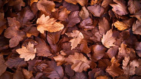 Top-down optical study of overlapping dried autumn foliage.