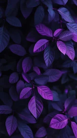 Ultraviolet tonemapped foliage with high-contrast magenta leaves