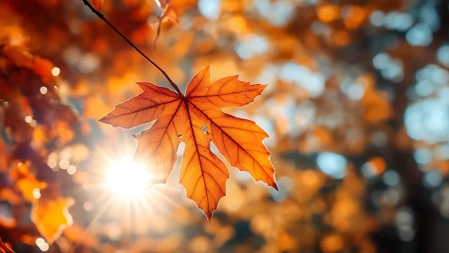 Single autumn maple leaf backlit by warm sunlight.