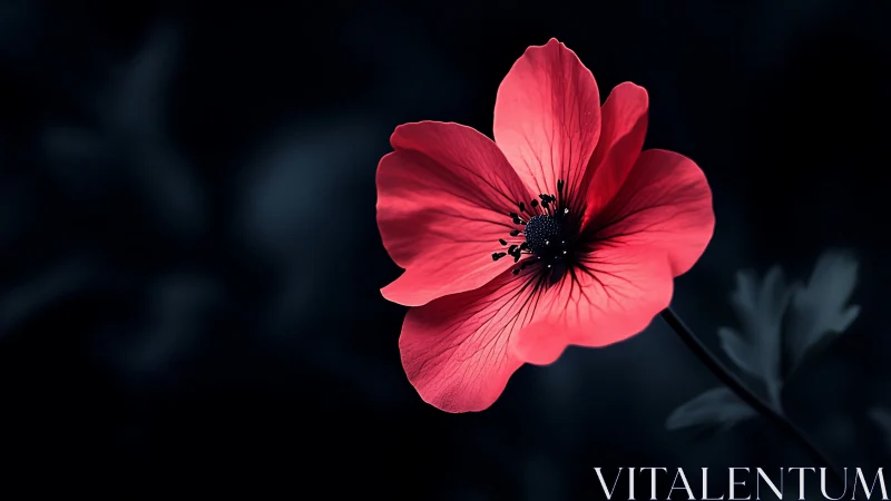 Vibrant Red Flower Glowing Against Dark Night Sky.
