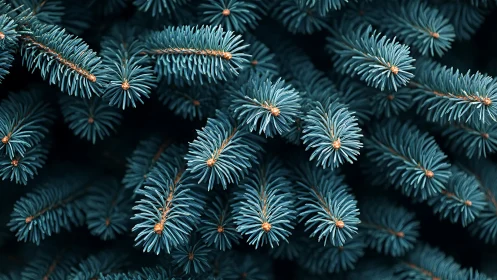 Soft blue spruce needles inviting a quiet forest pause.
