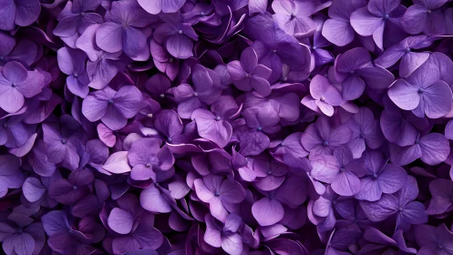 Purple Hydrangea Florals: Dense Bloom Composition Study.