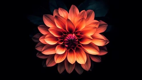 Luminous Dahlia Bloom Against Dark Background.