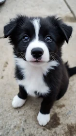 Photorealistic portrait of black and white puppy on concrete.