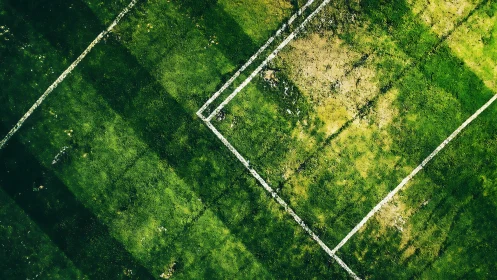 Sunlit soccer field lines over patchy, story-filled grass.