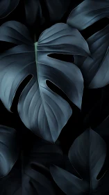 Dark blue monstera leaves on black background, close view.