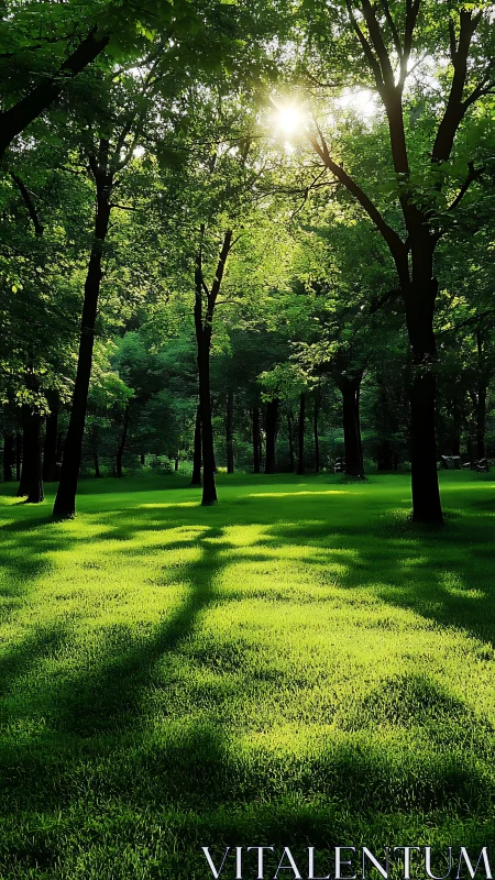 Sunlit Forest Canopy with Emerald Meadow.