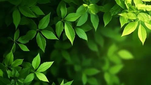 Sunlit green leaves forming tranquil natural canopy.