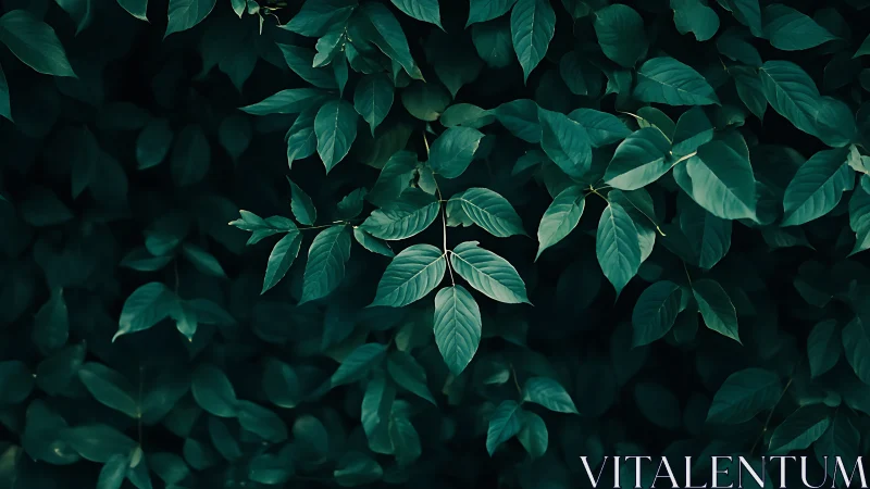 Lush emerald leaves offering a quiet moment of calm beauty.