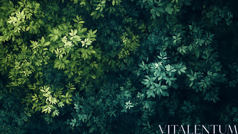 Lush Forest Canopy: Nature's Verdant Tapestry.