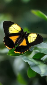 Black and yellow butterfly rests on green foliage