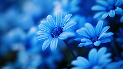 Serene blue daisies captured in soft focus garden setting