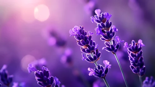 Lavender Blooms Rendered in Soft Focus with Luminescent Detail.