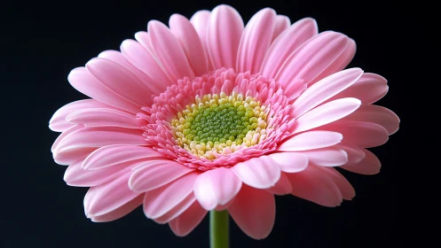Pink gerbera daisy bloom fills frame against dark background