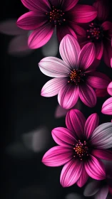 Luminous Pink Cosmos Flowers with Radiant Orange Stamen Centers