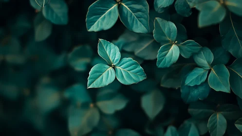 Central teal foliage rendered with shallow depth of field focus