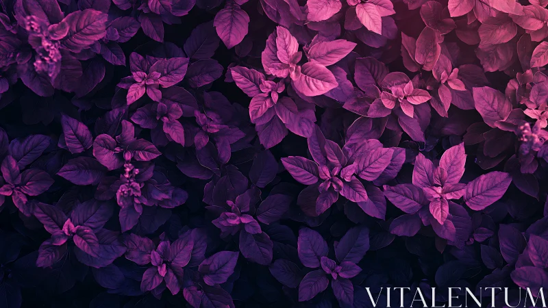 Neon magenta basil leaves form dense luminous garden canopy