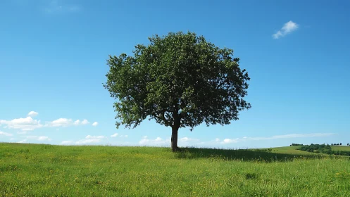 Solitary tree stands on a sunlit meadow under clear skies.