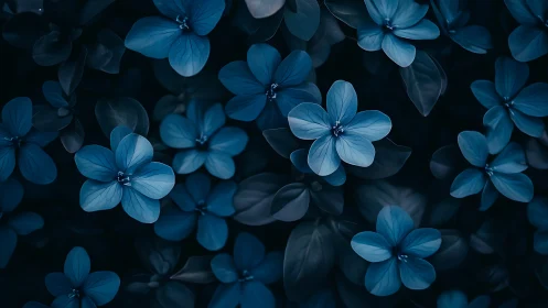 Blue Forget-Me-Not Flowers Against Dark Background