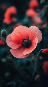 Coral-toned poppy with dark stamen center among blurred flora