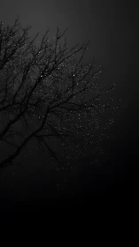 Nocturnal tree branches with raindrops in dramatic low key.