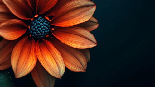 Macro botanical study depicting dahlia flower with deep orange petals and dark blue seed formation