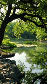 Shaded lakeside tree reflects over calm green water surface