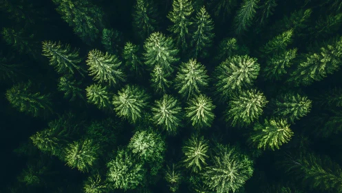 Aerial View of Dense Evergreen Forest in Natural Light Photography.
