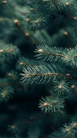 Close-up evergreen needles with soft blurred background.