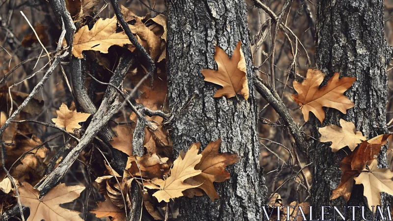 Autumn oak leaves adhere to textured tree bark in shallow focus