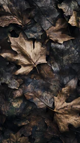 Dry brown maple leaves form dense overlapping ground layer
