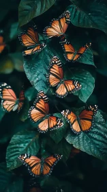 Monarch butterflies clustered on broad green foliage in shade.