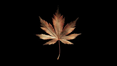 Copper-toned maple leaf isolated on deep black backdrop.