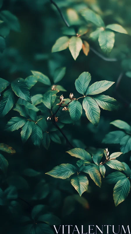 Close-up foliage with shallow depth of field in shade.