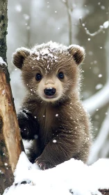 Curious baby bear exploring a gentle winter snowfall.