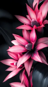 Pink lotus petals unfold against velvet darkness in luminous bloom