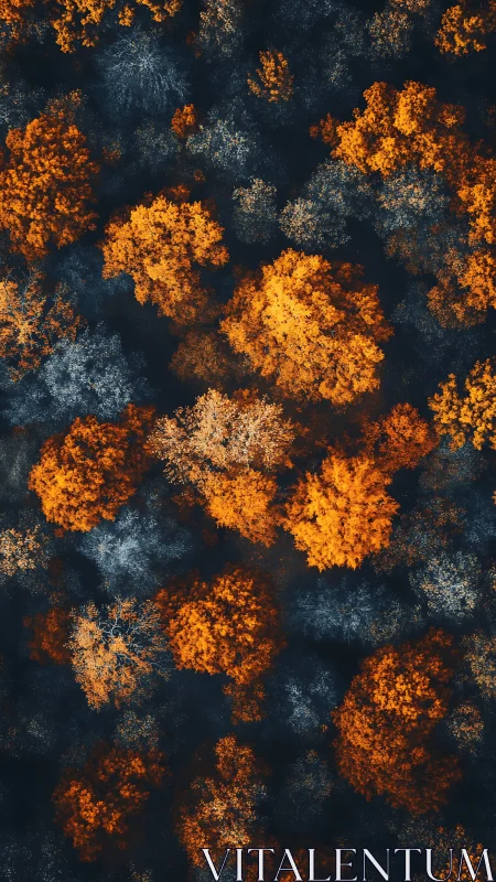 Golden treetops glow warmly against deep blue forest shadows