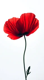 Red Poppy Bloom Against White Background: Translucent Petals Study.