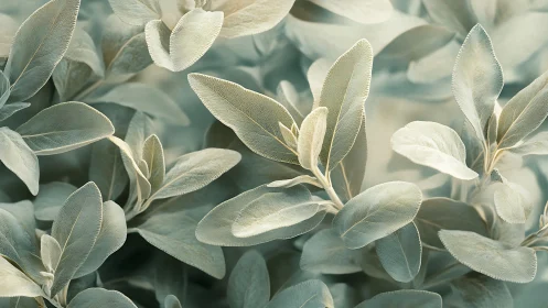 Macro study of silvery sage foliage with shallow depth of field