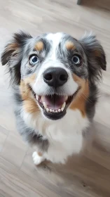 Close-range portrait of blue-merle dog with bright blue eyes