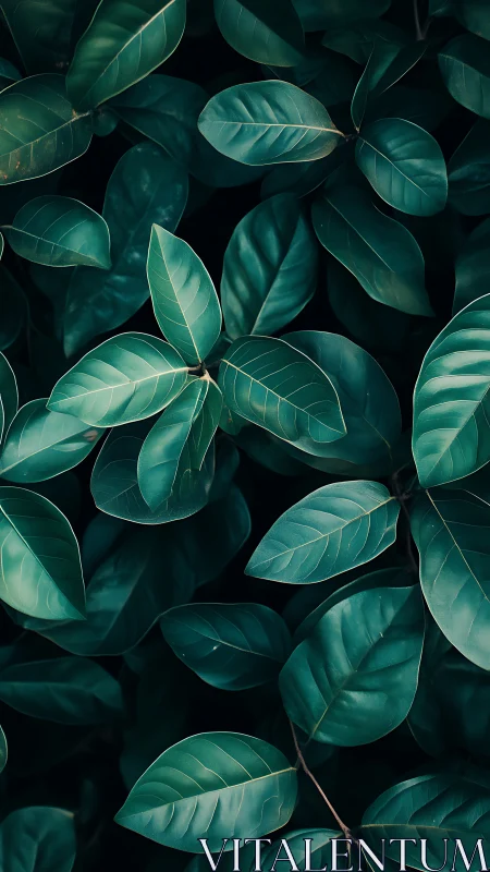 Calm teal leaves creating a soothing little forest moment.