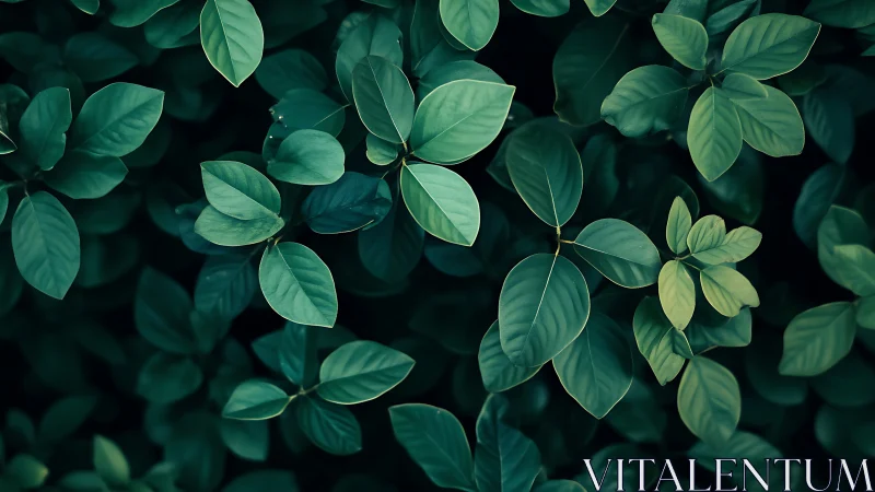 Dense green foliage fills the frame in overhead view