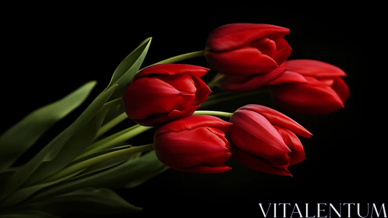 Red Tulips Against Dark Background Studio Arrangement