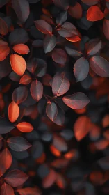 Low-key macro foliage with dual-tone orange highlights and soft bokeh